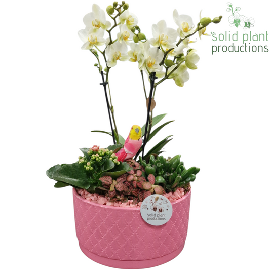 arr. PH004 Pink 45cm 22cm Pot