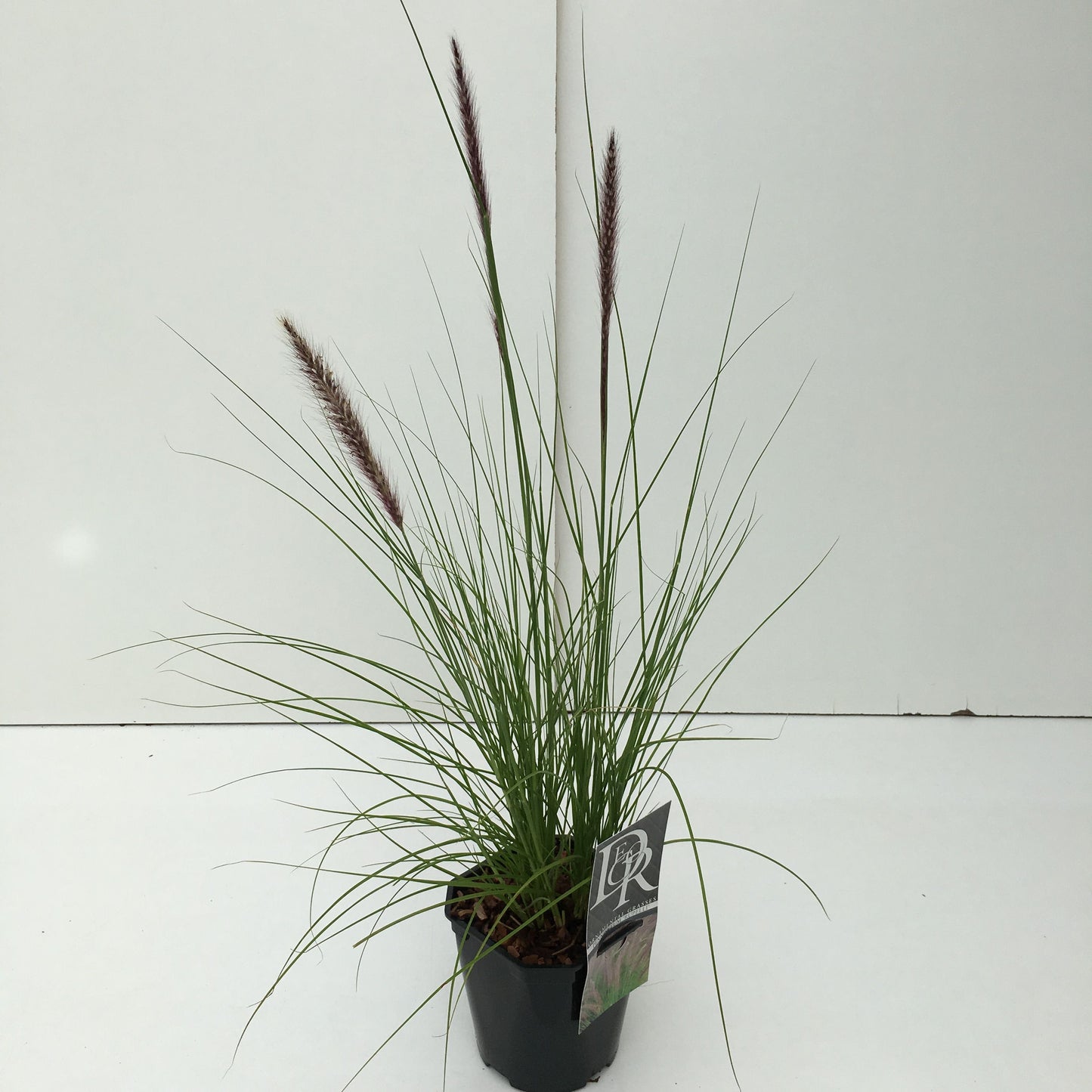 Pennisetum Rupelli 30cm 17cm Pot