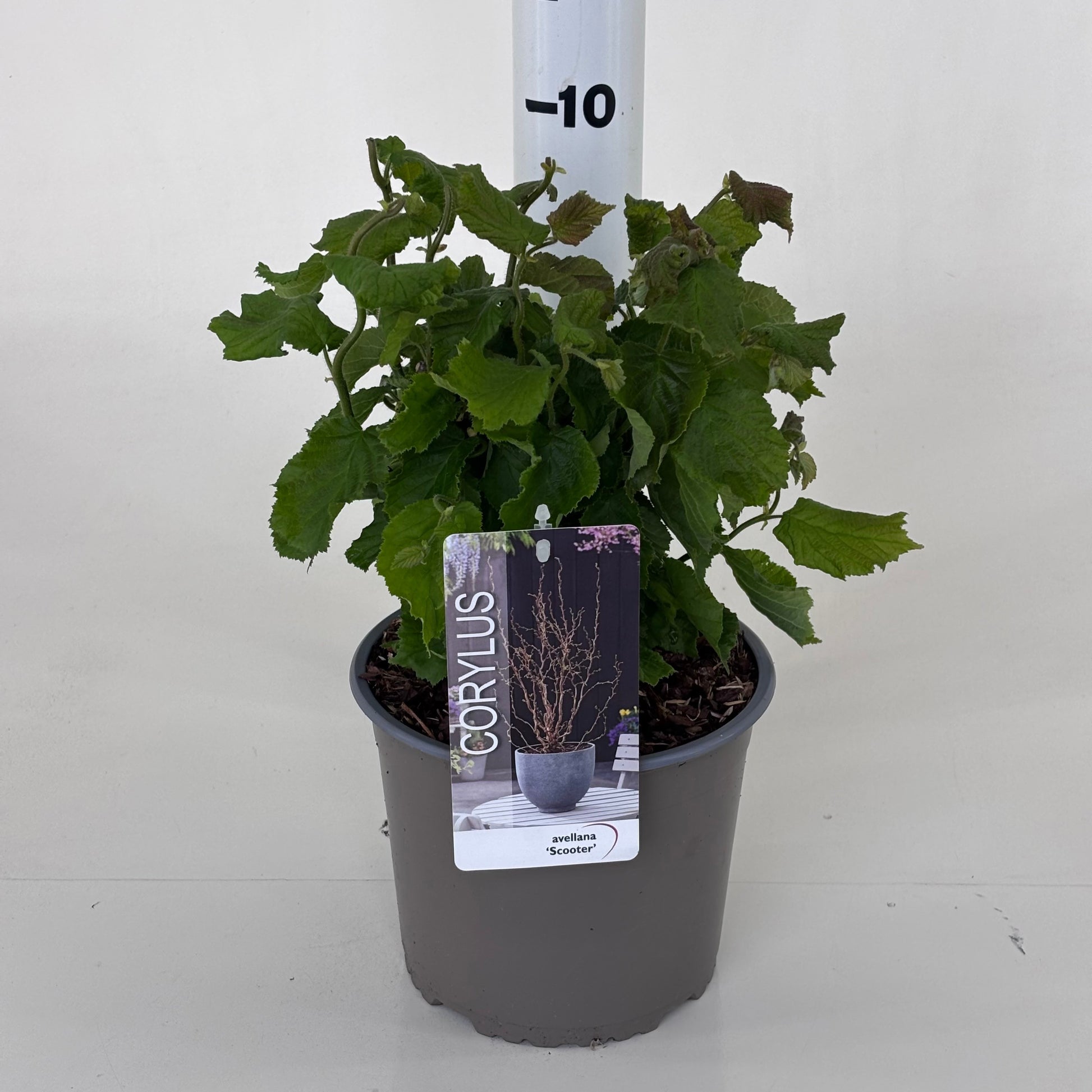Corylus avellana 30cm 19cm Pot