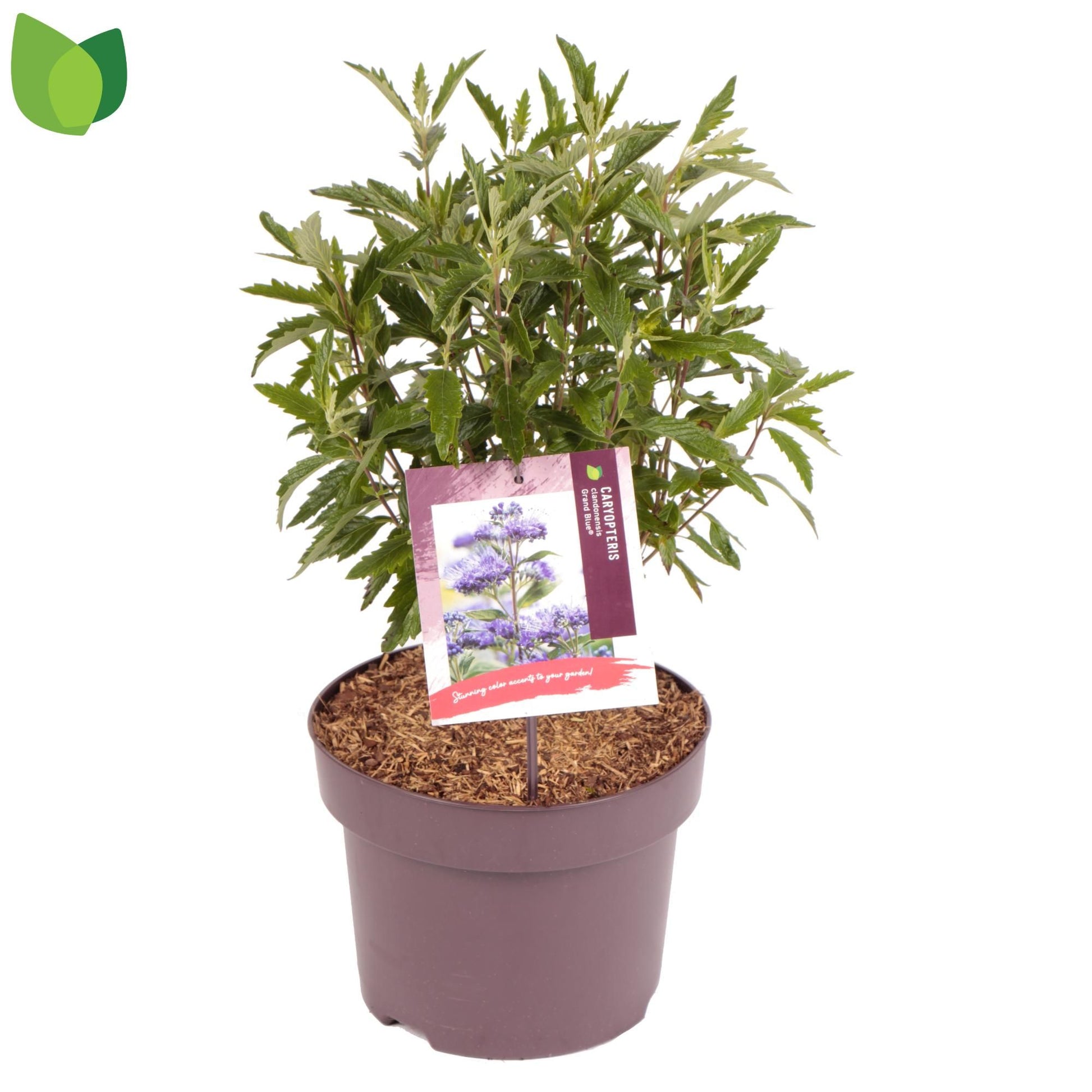 Caryopteris clandonensis 60cm 23cm Pot