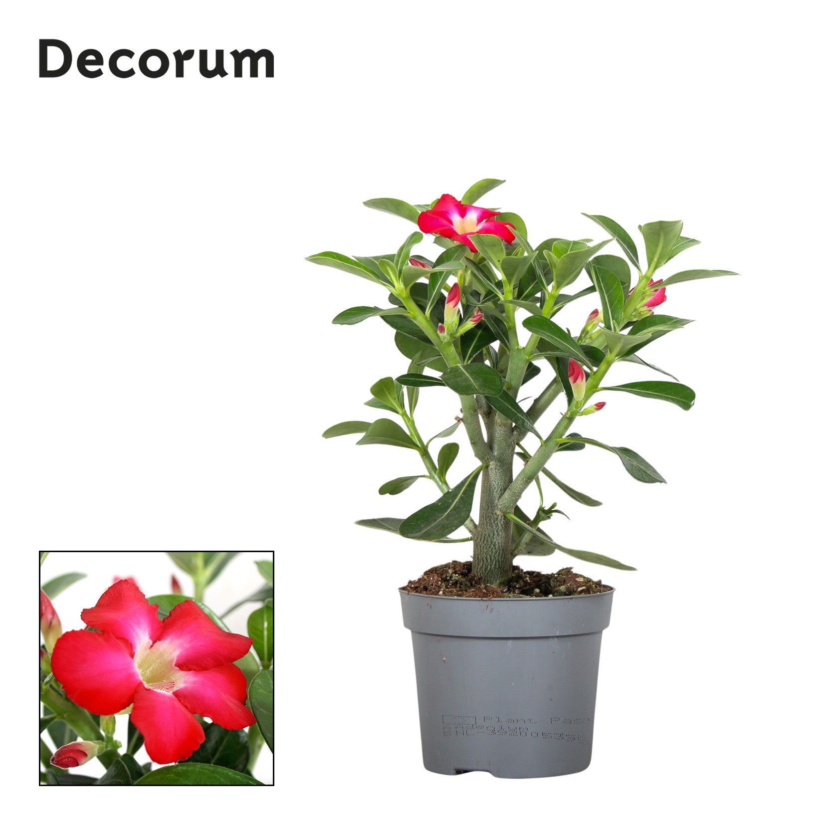 Adenium red 25cm 13cm Pot