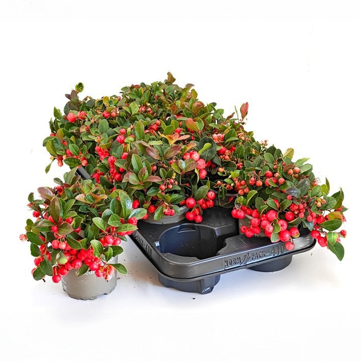 Gaultheria procumbens Big Berry 16cm 11cm Pot