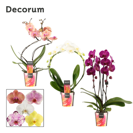 Phalaenopsis mix shapes 45cm 12cm Pot