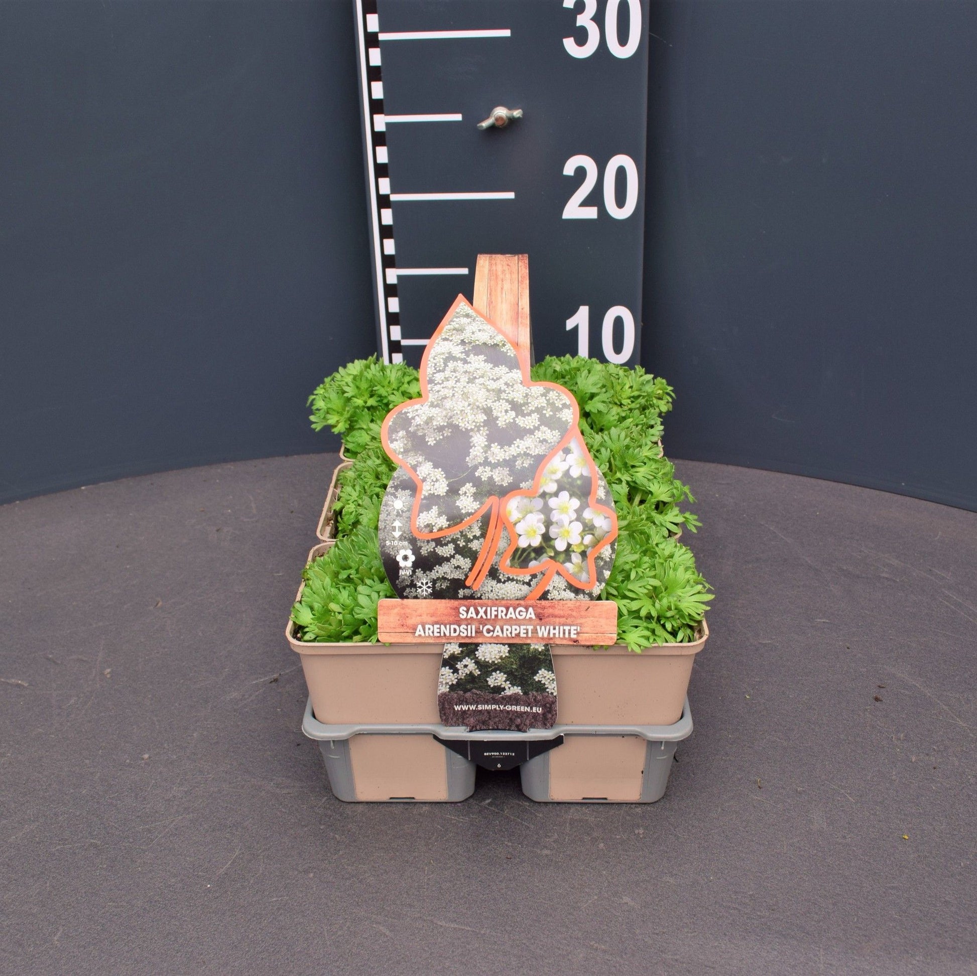 Saxifraga white 6-pack 5cm 9cm Pot