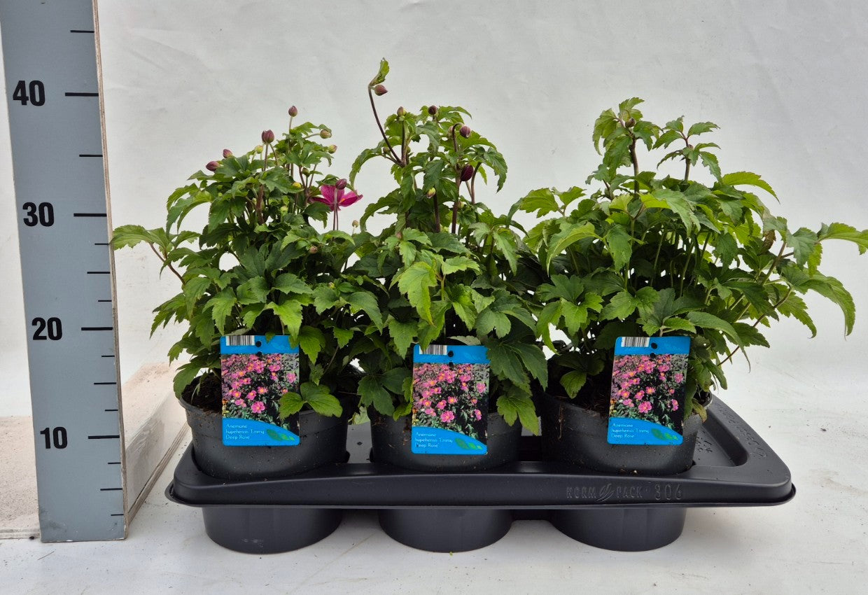 Anemone hup. Splendens 35cm 17cm Pot