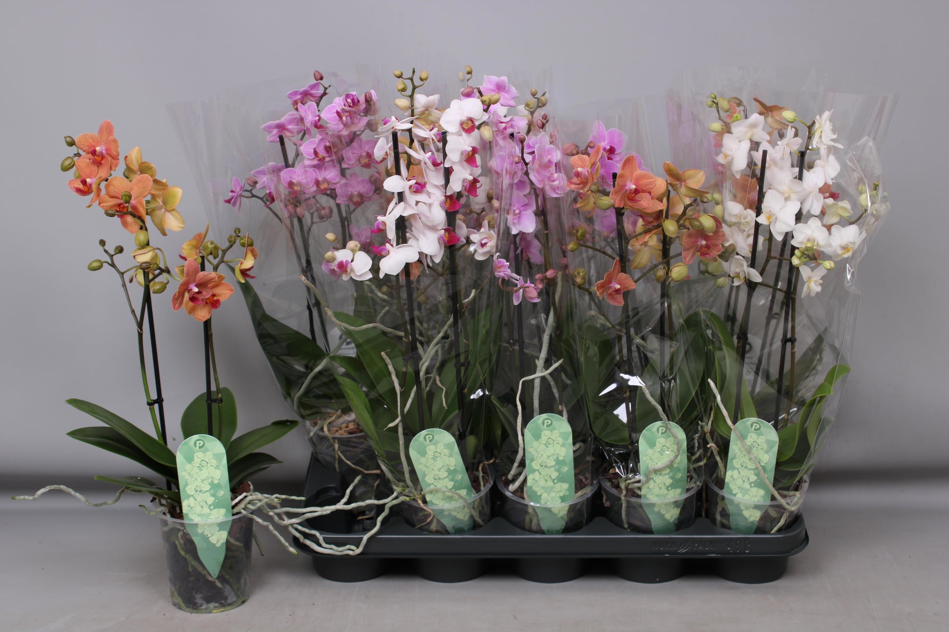 Phalaenopsis mf. mix 50cm 12cm Pot