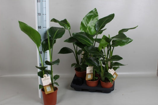 Strelitzia nicolai 65cm 13cm Pot