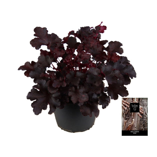 Heuchera Indian Summer Black 25cm 15cm Pot