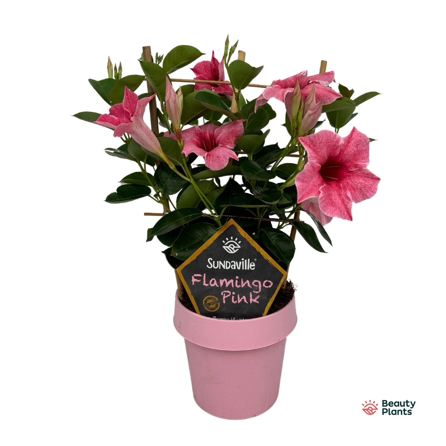 Mandevilla Flamingo Pink rek 40cm 14cm Pot
