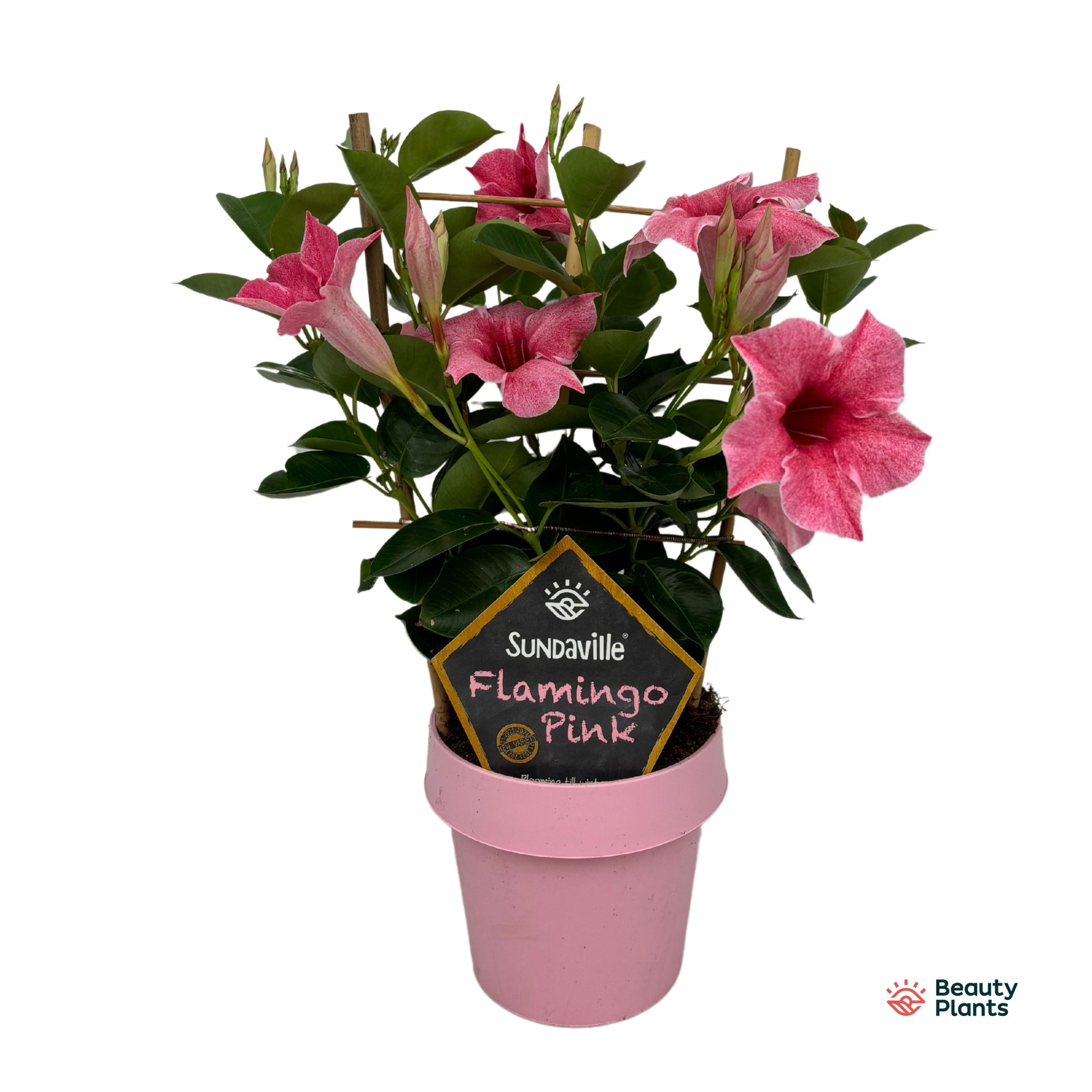 Mandevilla Flamingo Pink rek 40cm 14cm Pot