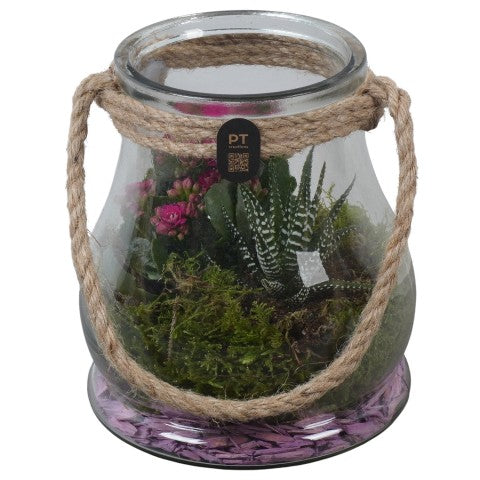 PTIG2695 Arrangementen kamerplanten 19cm 16cm Pot