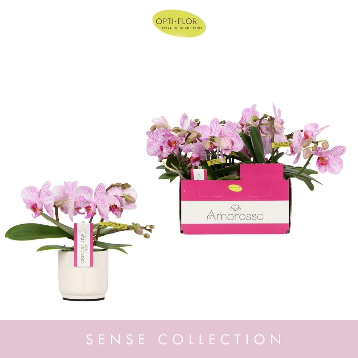 Phalaenopsis pink 25cm 7cm Pot