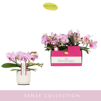 Phalaenopsis pink 25cm 7cm Pot