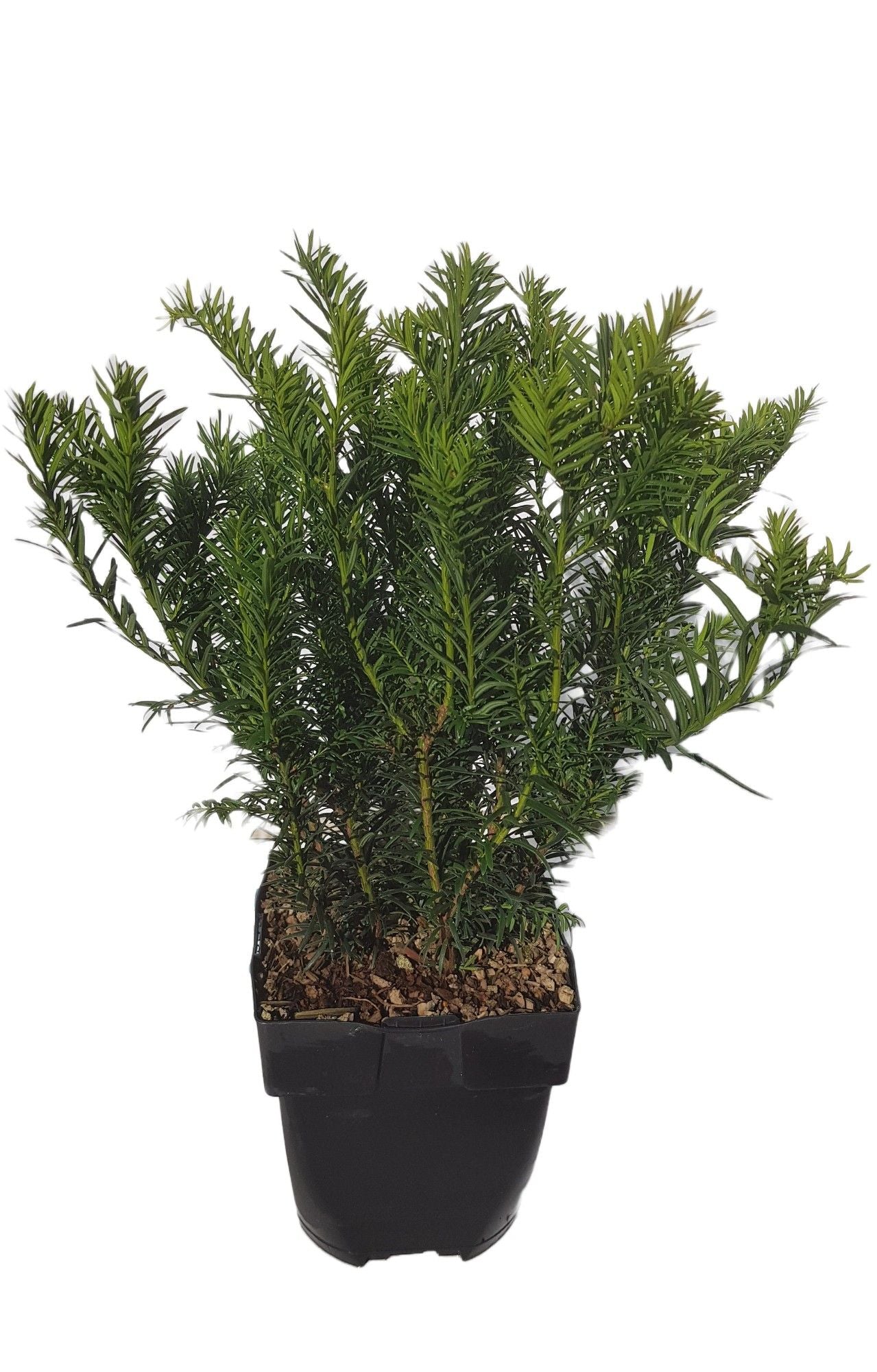 Taxus bac. Repandens 50cm 17cm Pot