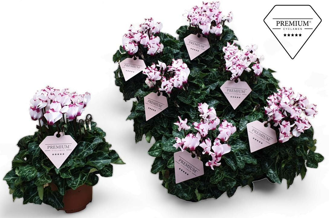 Cyclamen Victoria white 25cm 510cm Pot