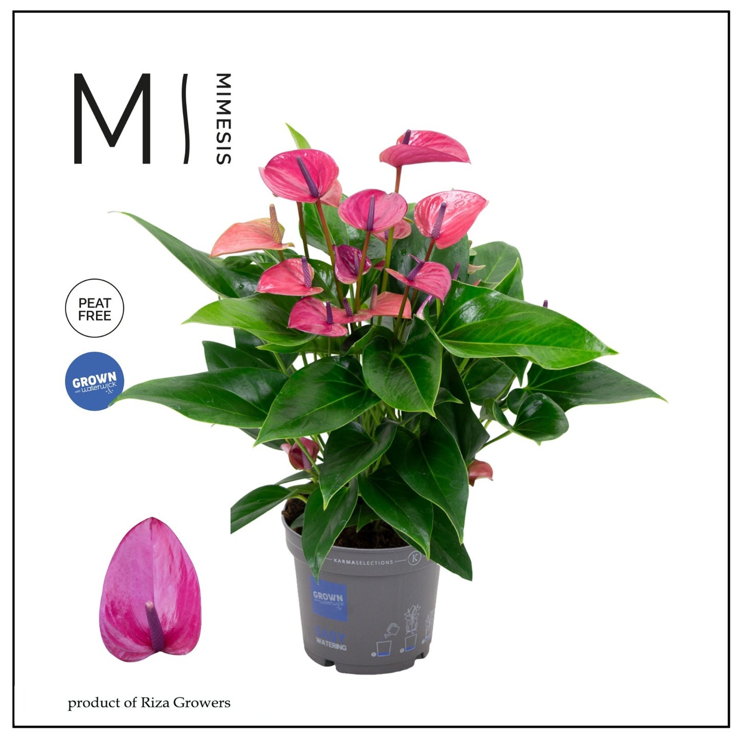 Anthurium Karma Purple 55cm 17cm Pot