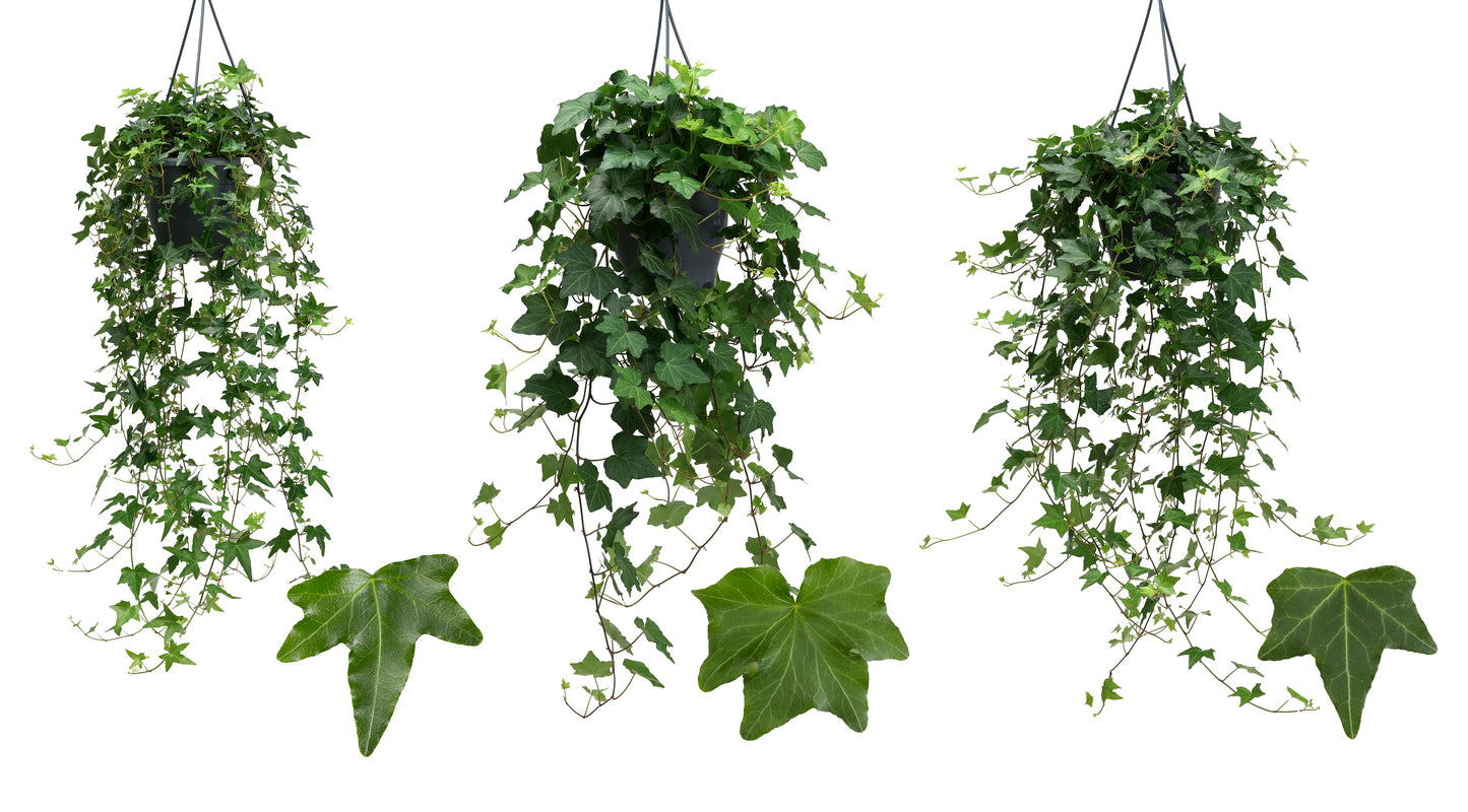 Hedera helix green 19cm Pot