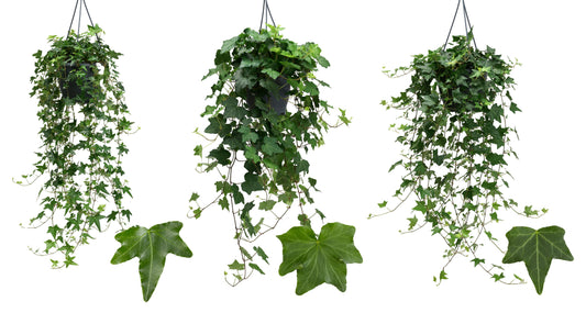 Hedera helix green 19cm Pot