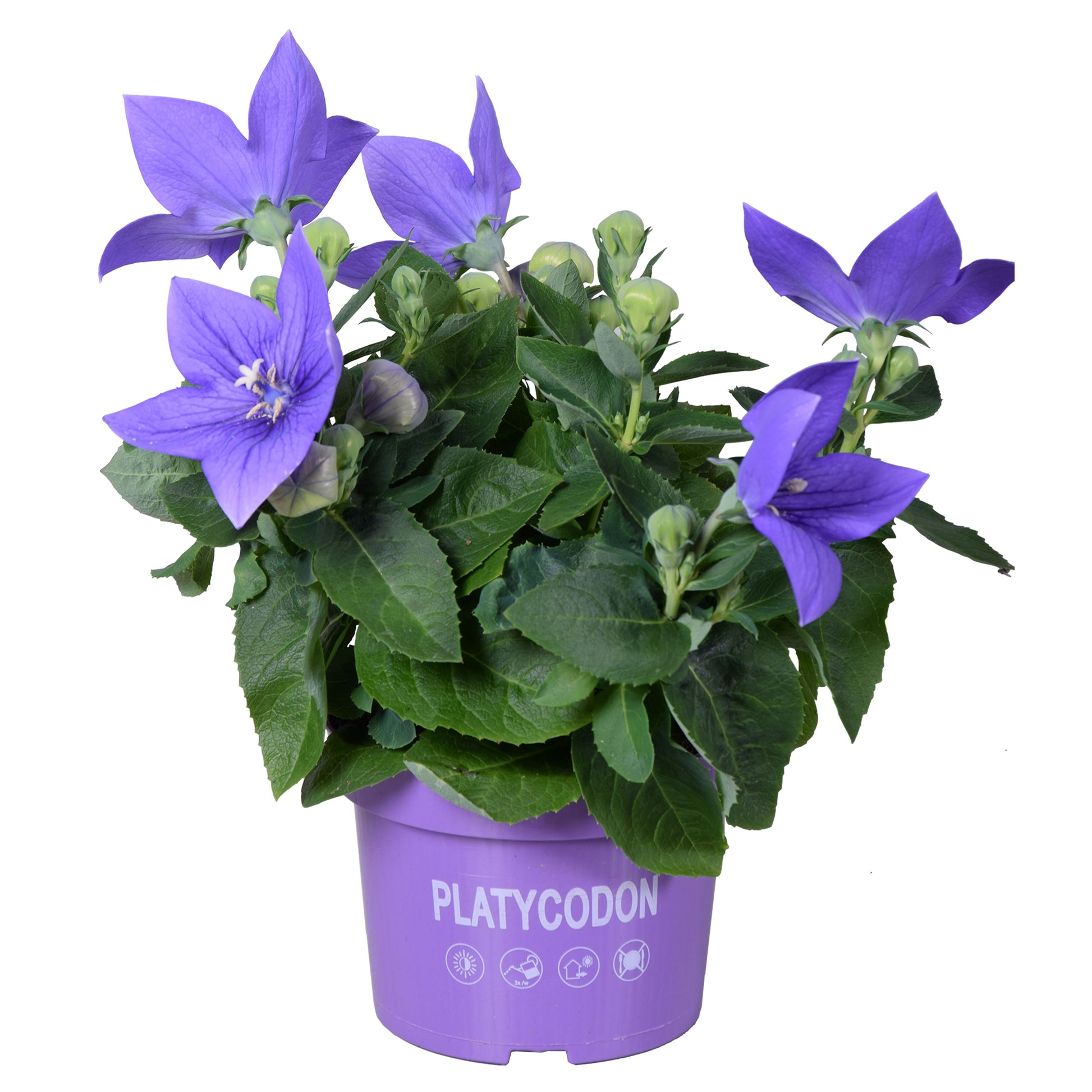 Platycodon graniflorus Astra Blue 25cm 13cm Pot