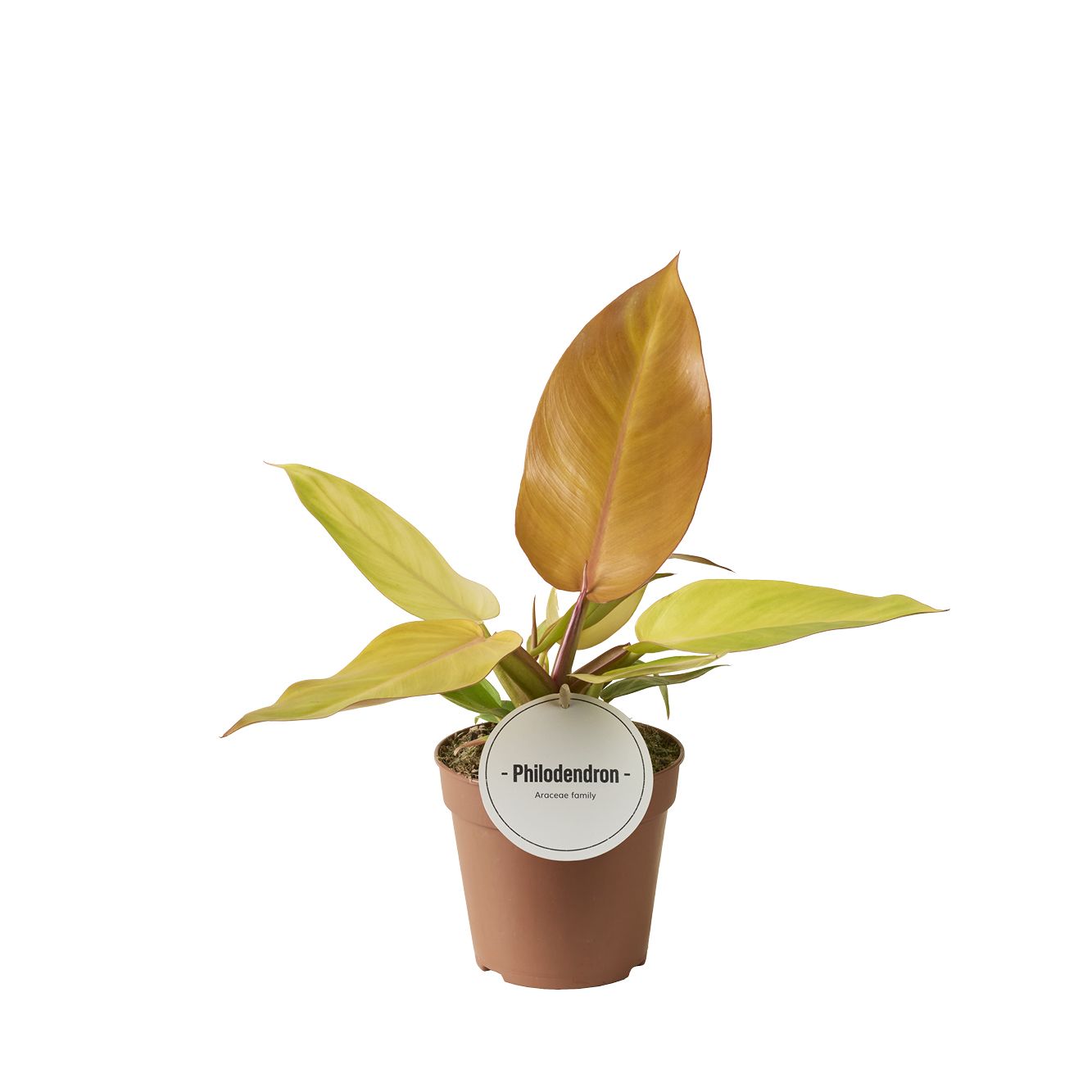 Philodendron Prince of Orange 25cm 12cm Pot