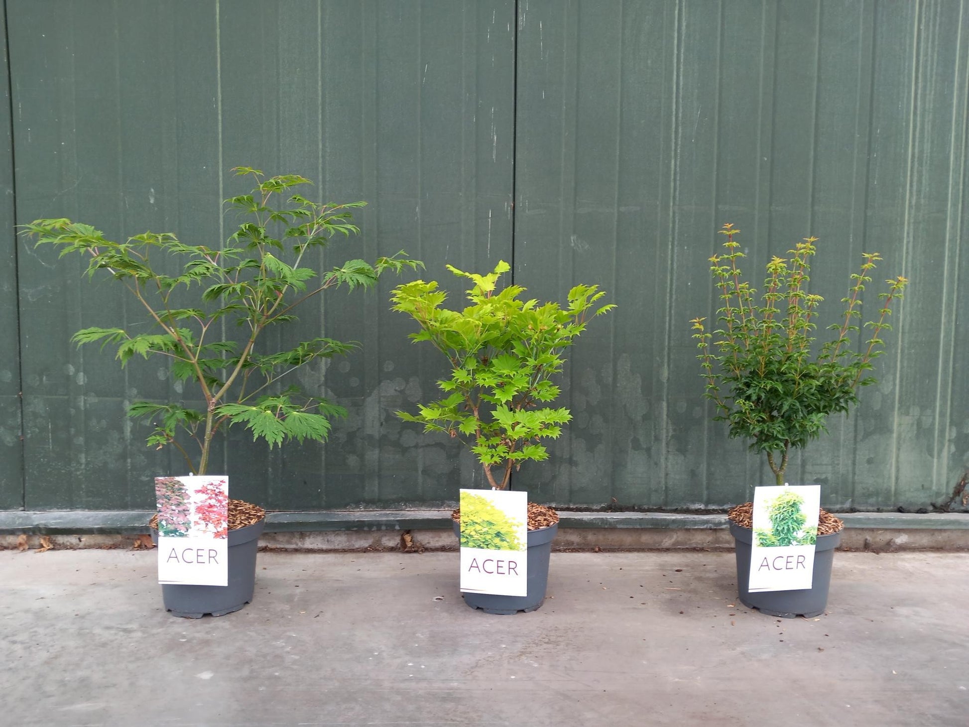 Acer palmatum mix 60cm 21cm Pot