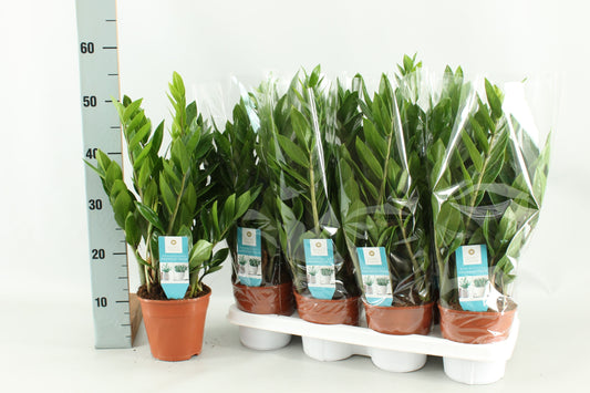 Zamioculcas zamiifolia 50cm 14cm Pot