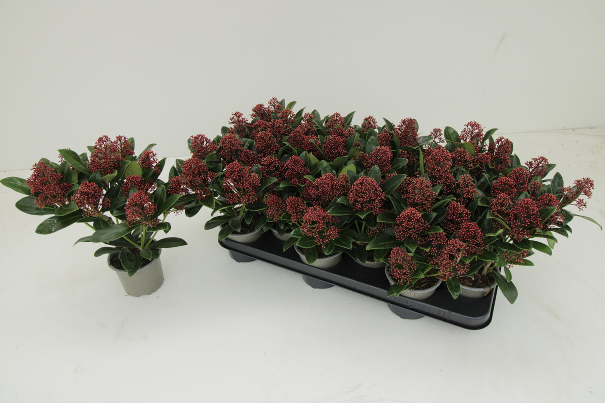 Skimmia japonica Rubella 30cm 10.5cm Pot