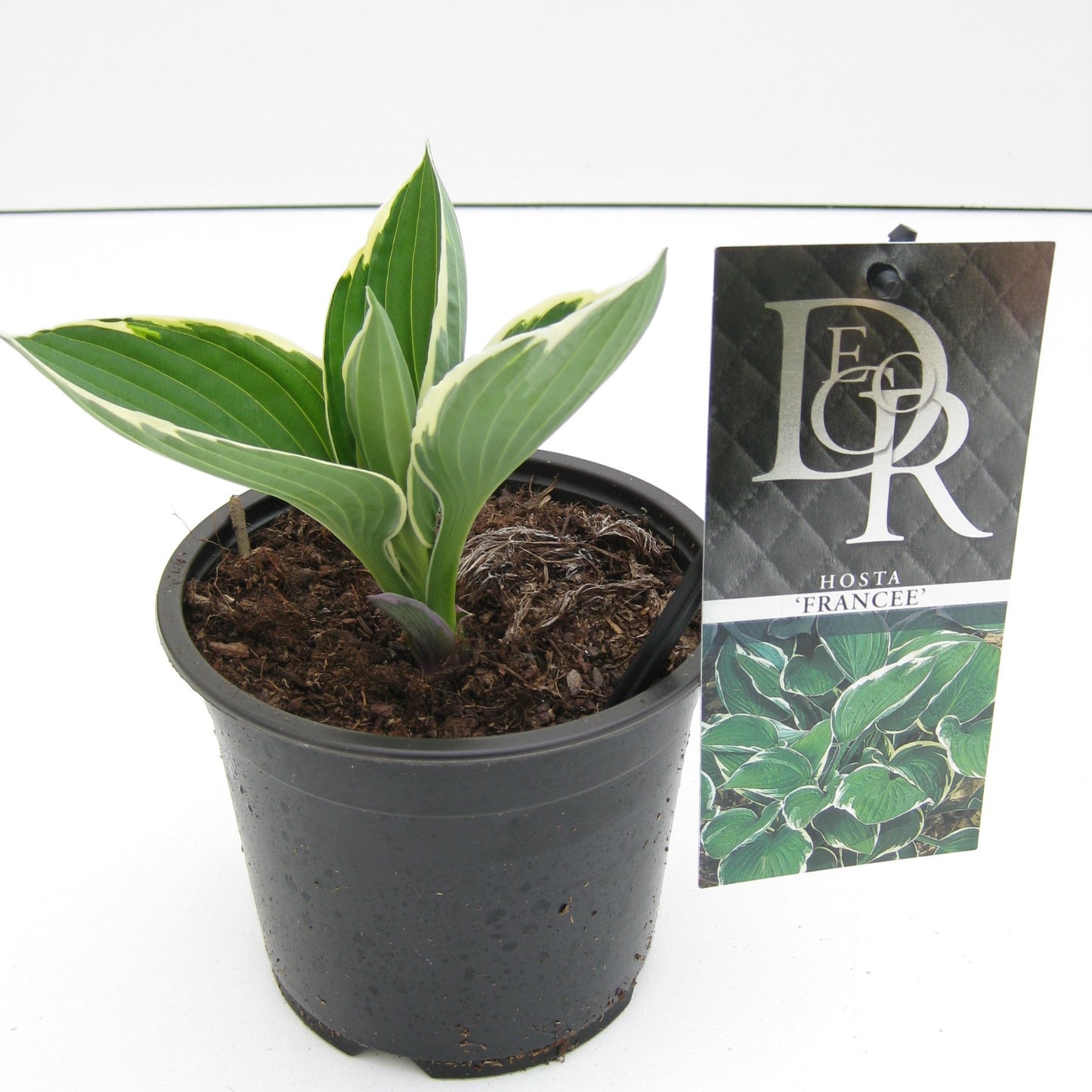 Hosta for. Francee 25cm 13cm Pot