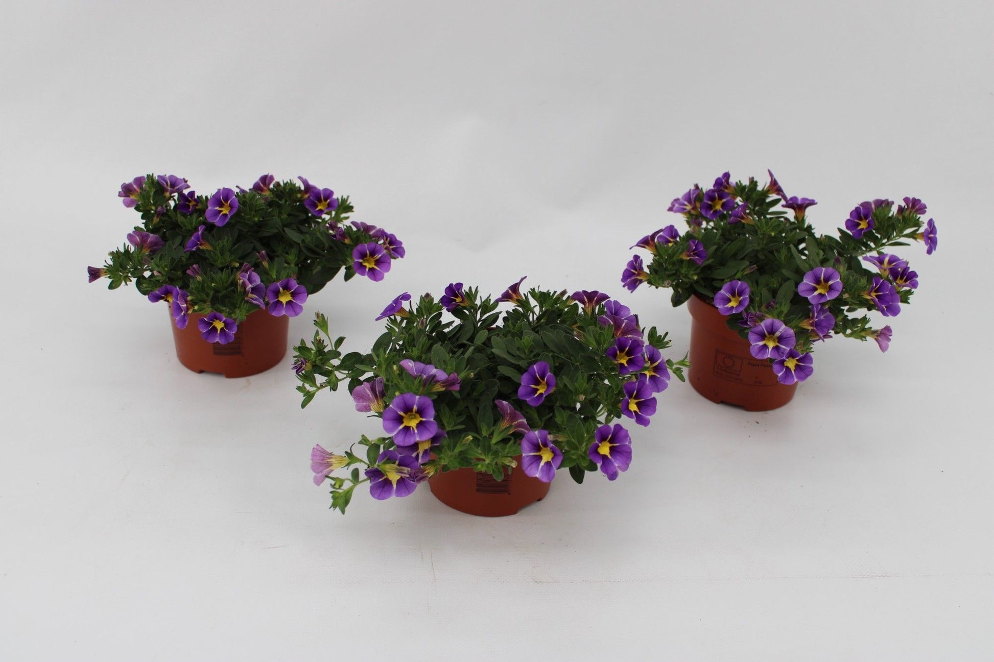 Calibrachoa Rave Blue Striped 15cm 13cm Pot