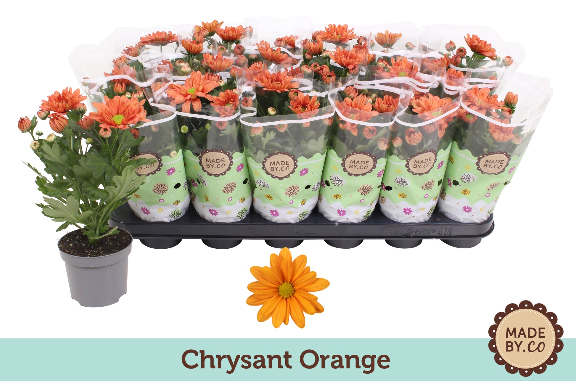 Chrysanthemum orange 22cm 9cm Pot