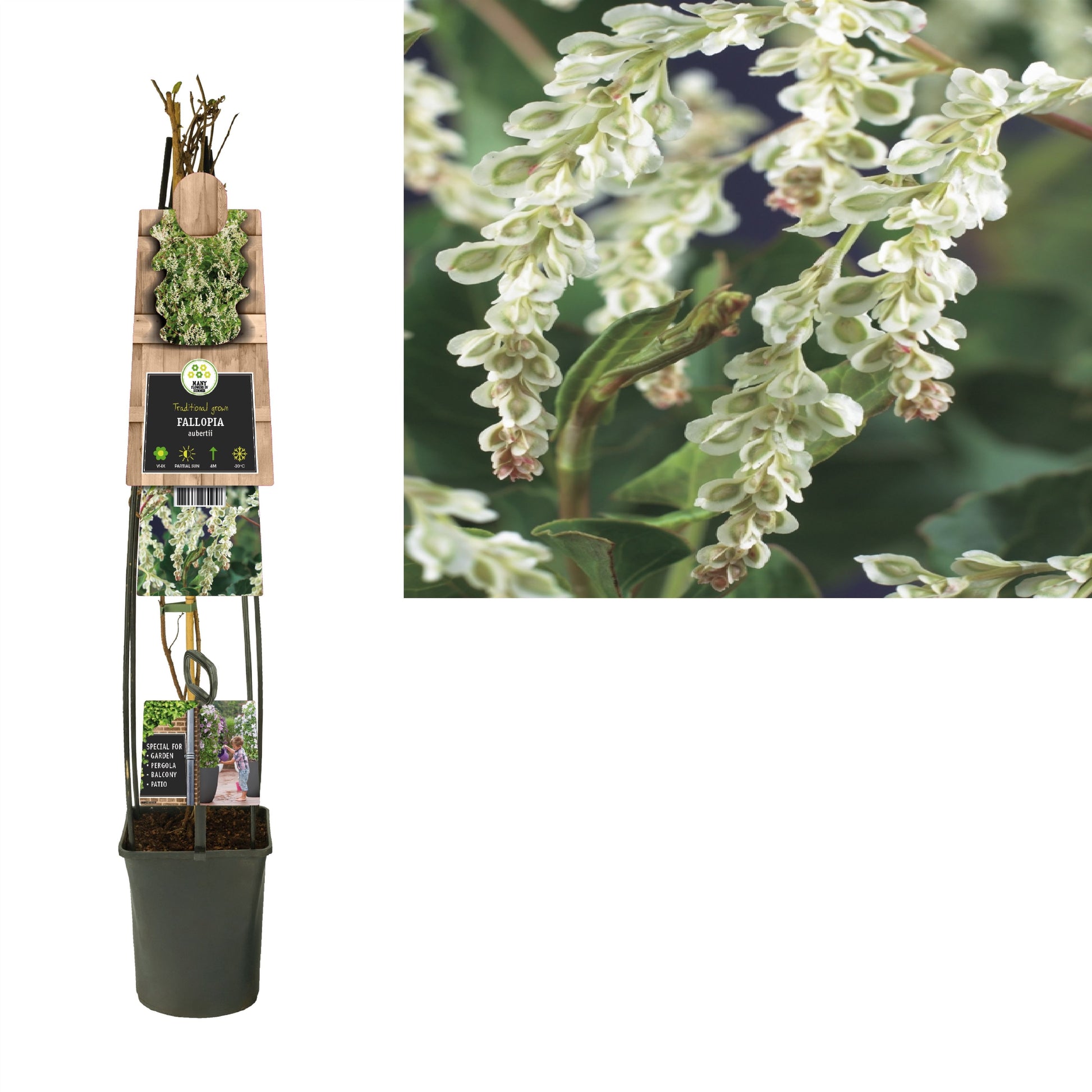 Fallopia aubertii 115cm 23cm Pot