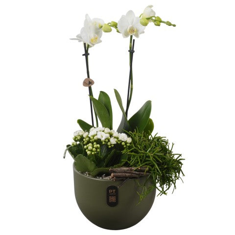 PTIB5147 Arrangementen kamerplanten 48cm 19cm Pot