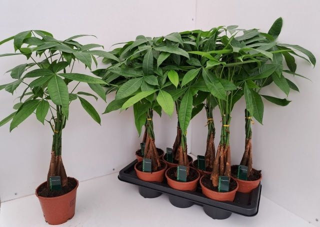 Palmentuin CV, Kwekery de Pachira aquatica Pack of 7