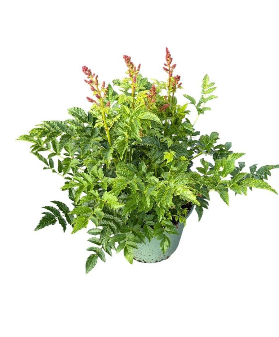 Astilbe Younique Pink 45cm 17cm Pot