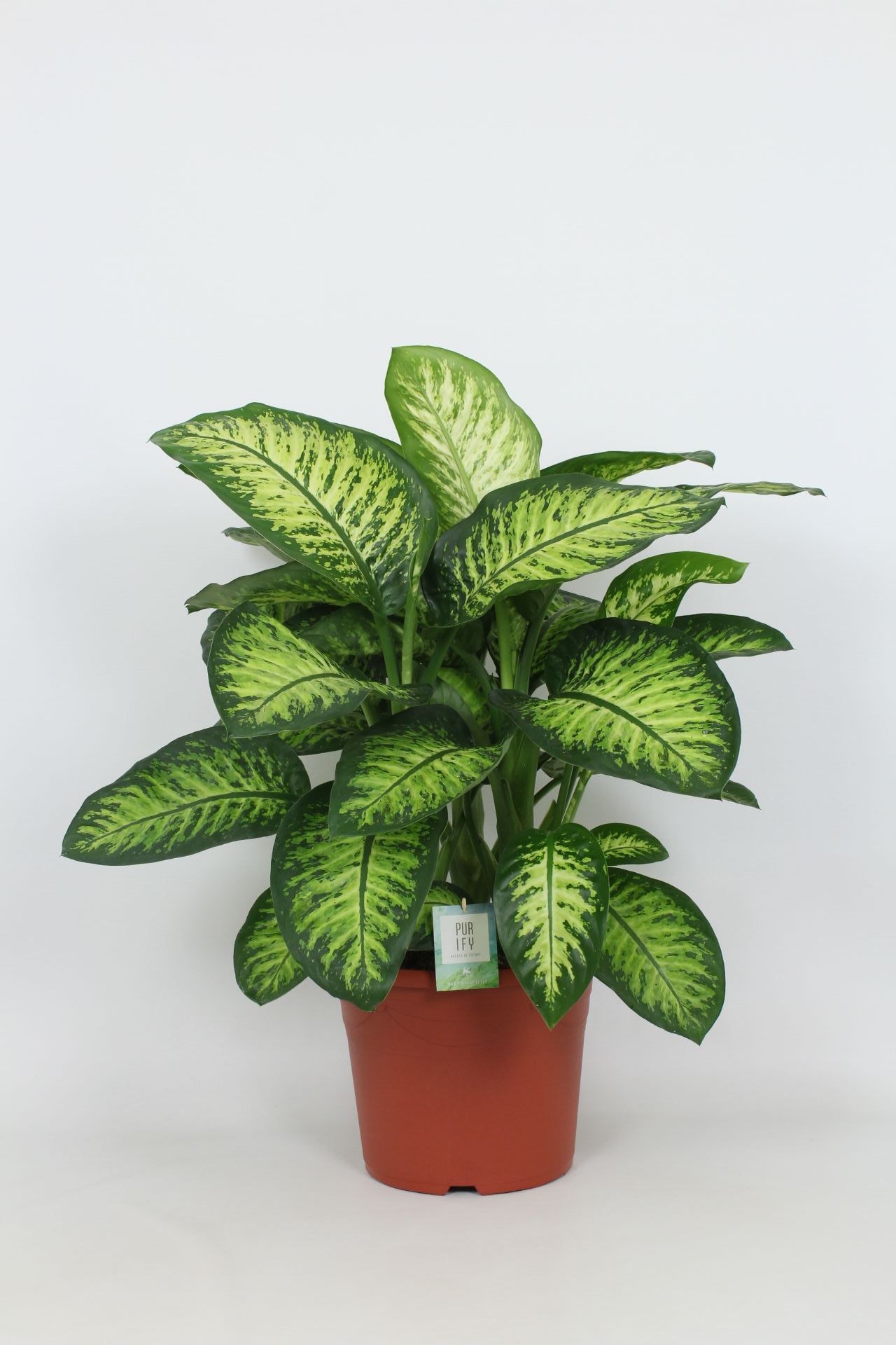 Dieffenbachia Lemon Tropic 100cm 35cm Pot