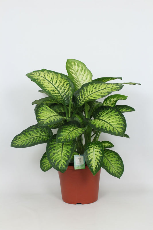 Dieffenbachia Lemon Tropic 100cm 35cm Pot
