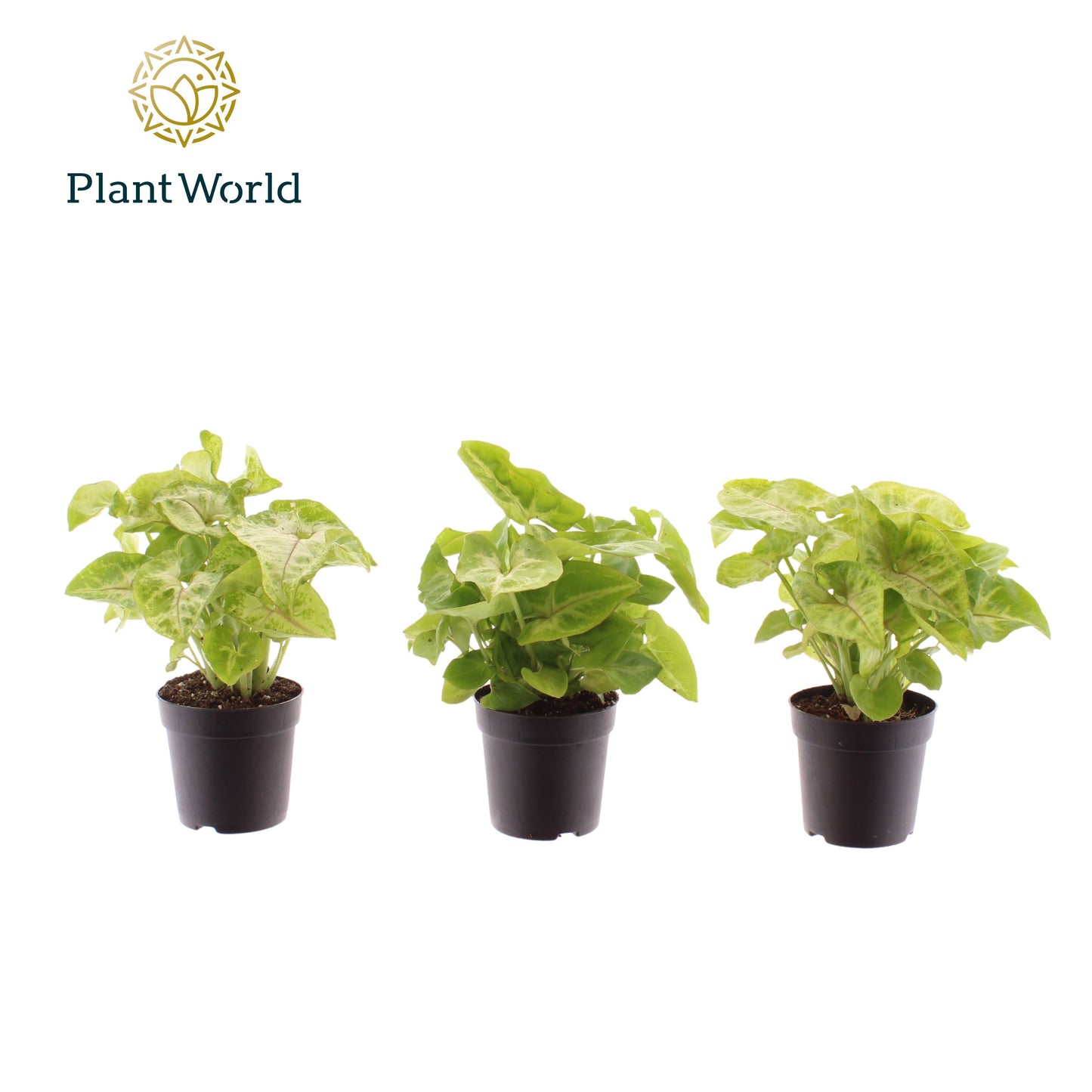 Syngonium Golden 15cm 7cm Pot