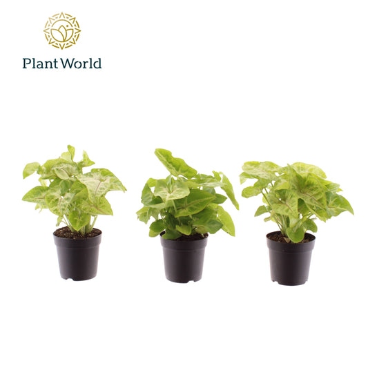 Syngonium Golden 15cm 7cm Pot