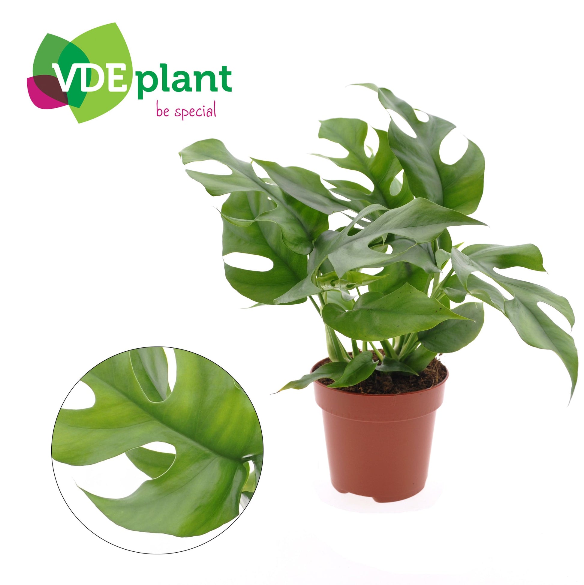 Monstera minima 25cm 12cm Pot