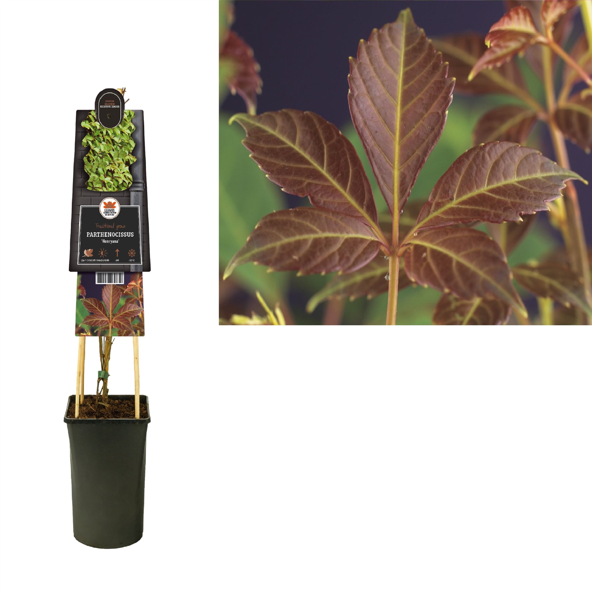 Parthenocissus henryana 75cm 17cm Pot