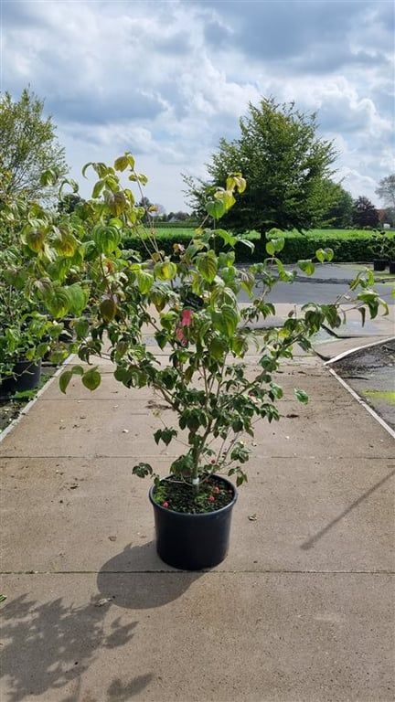 Cornus Mix 155cm 43cm Pot