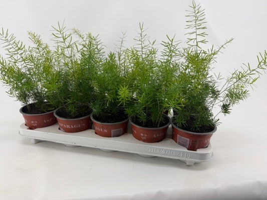 Asparagus Sprengeri 35cm 12cm Pot