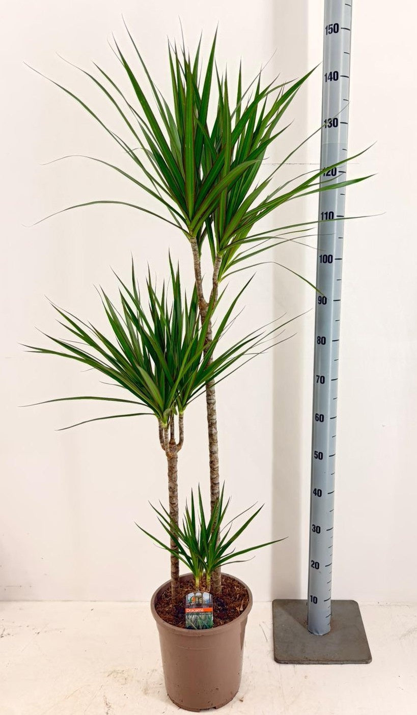Luiten Kwekerij BV Dracaena marginata 75-30-10 Pack of 1