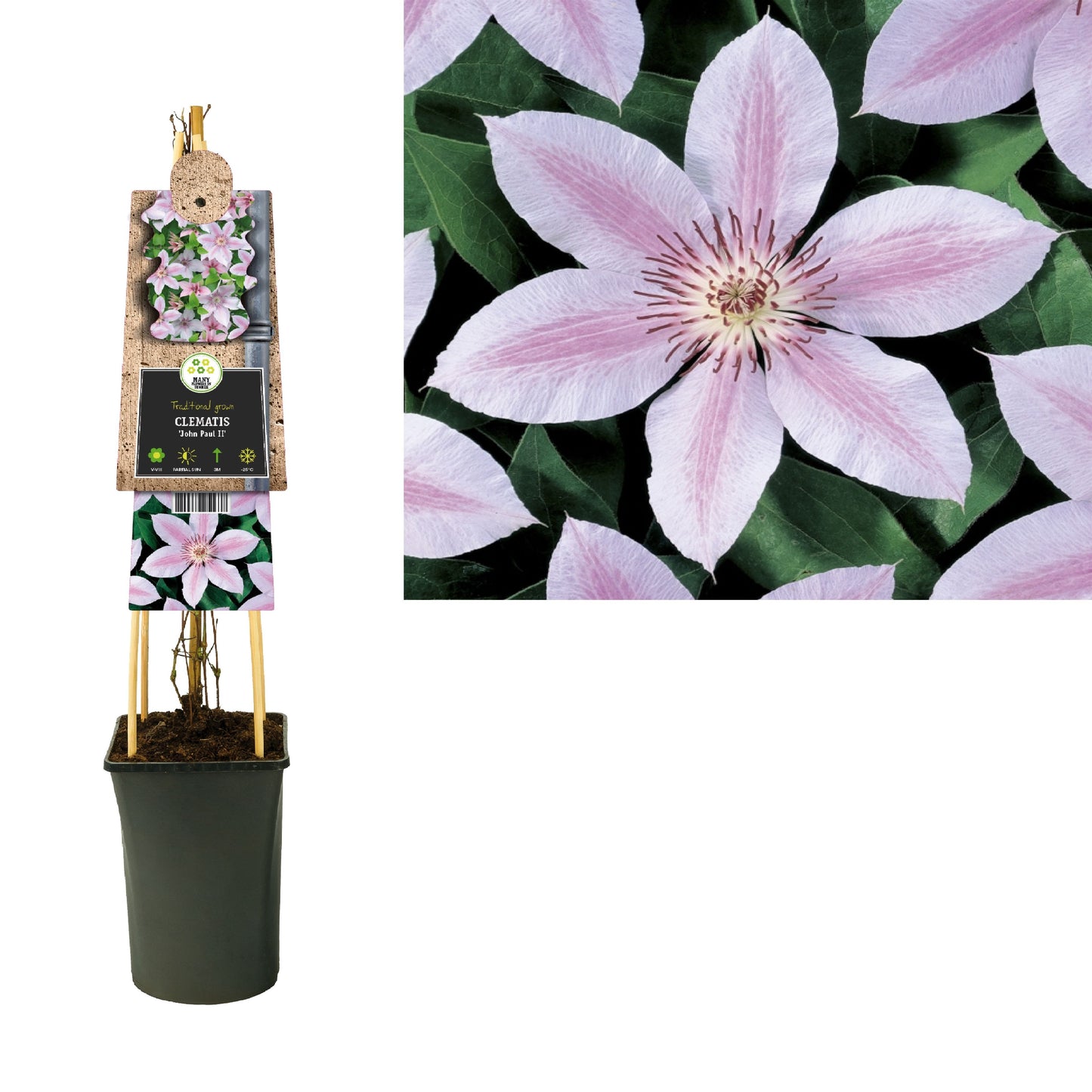Clematis John Paul II 75cm 17cm Pot
