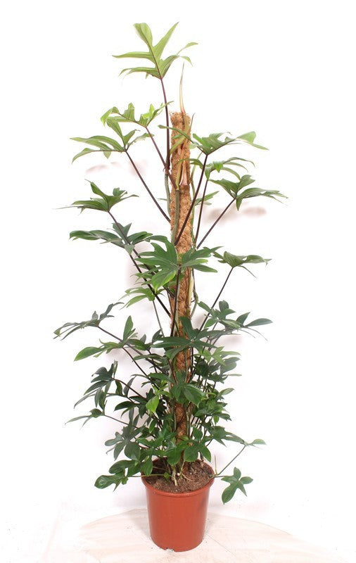 Philodendron pedatum mosspole 160cm 27cm Pot