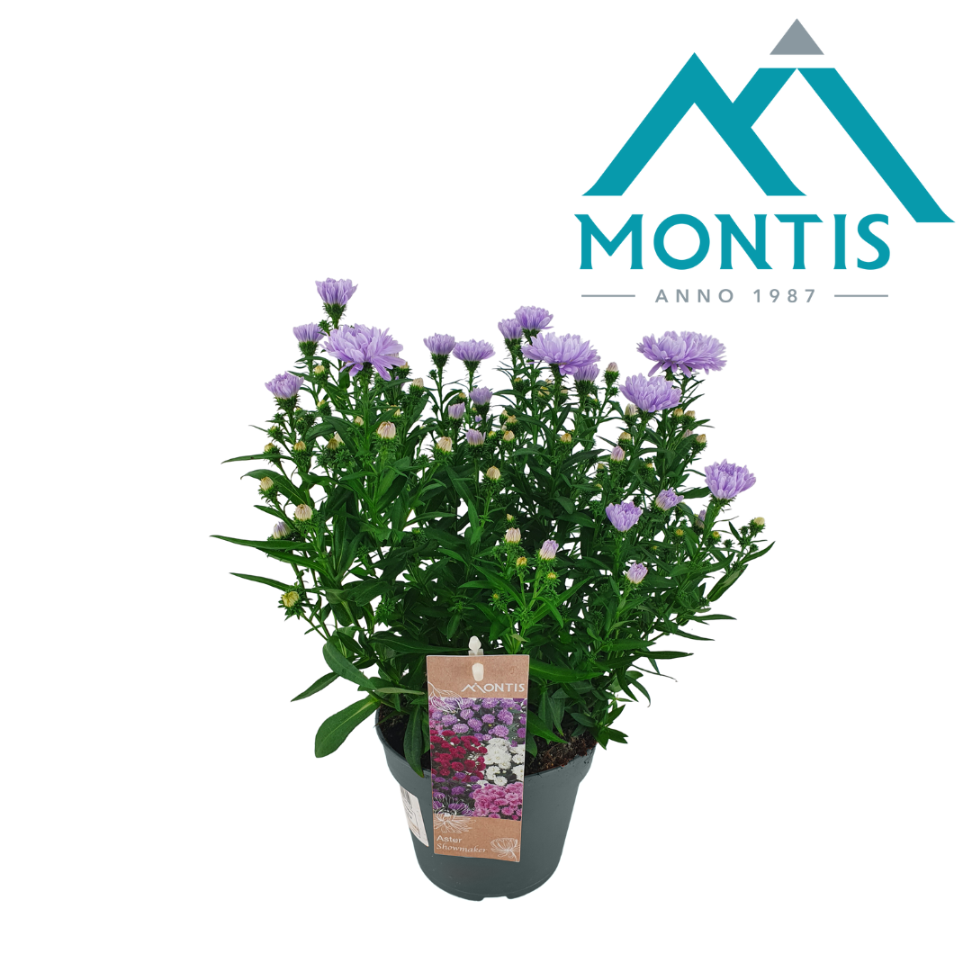 Aster nb. Showmakers Lilac Sunset 30cm 14cm Pot