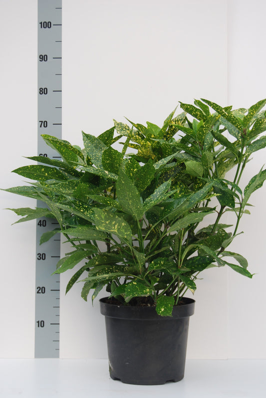 Aucuba jap. Variegata 50cm 27cm Pot
