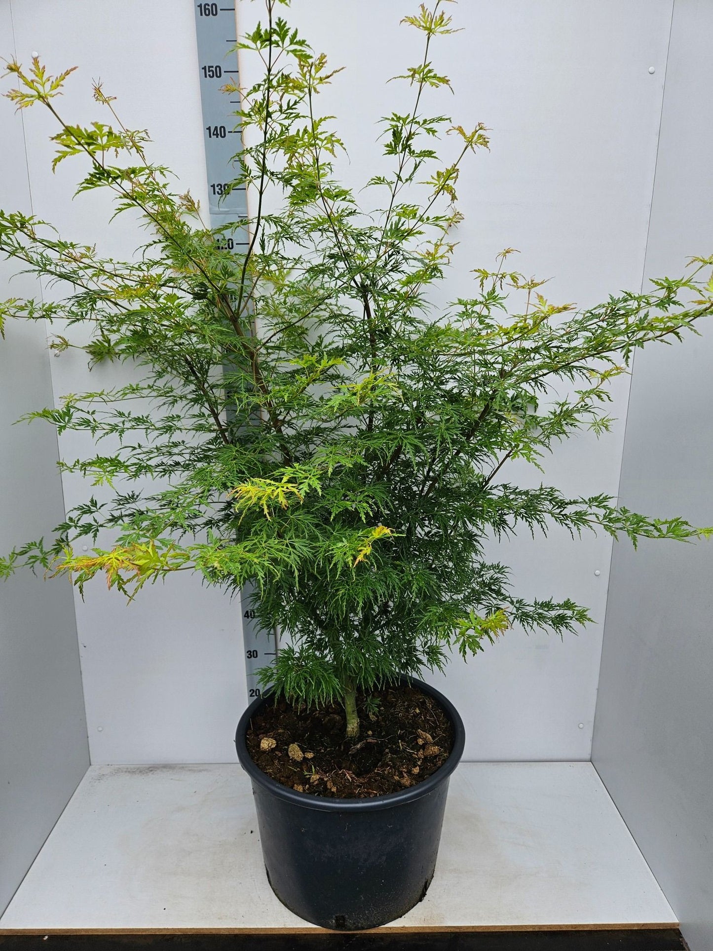 Acer Seiryu 150cm 43cm Pot