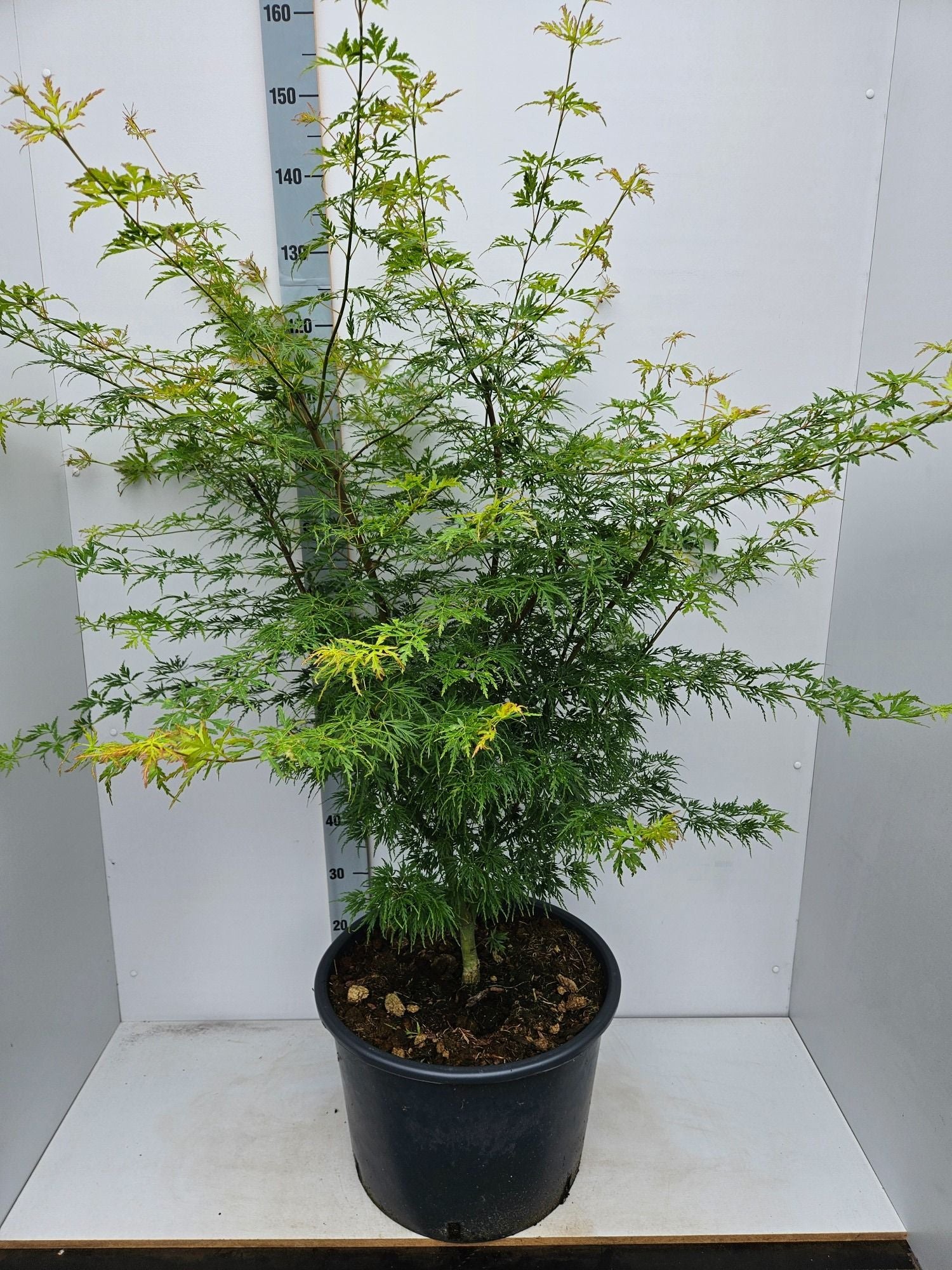 Acer Seiryu 150cm 43cm Pot