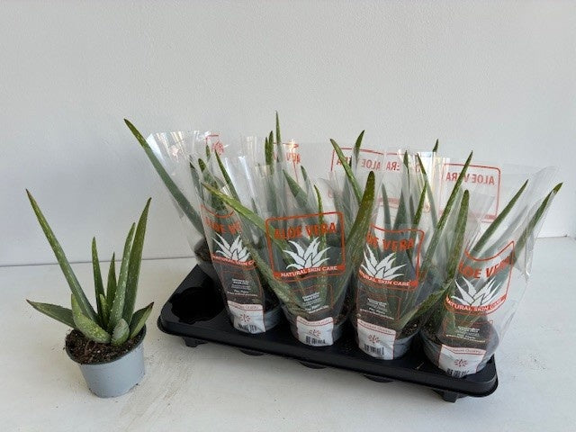 Aloe vera 32cm 12cm Pot